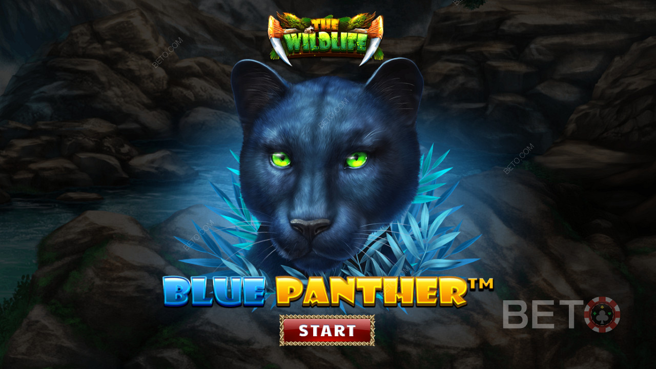 Barangolj a dzsungelben a Blue Panther slot éjszakai vadállatai között
